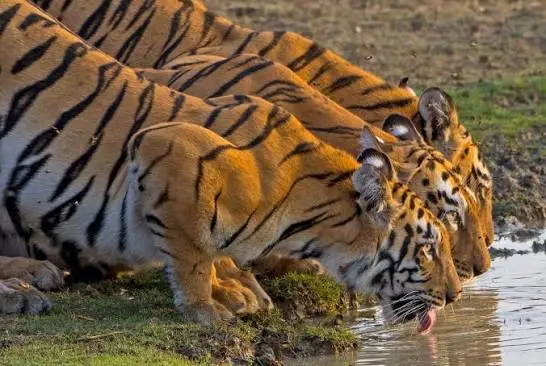 Royal Bengal Tiger Sighting