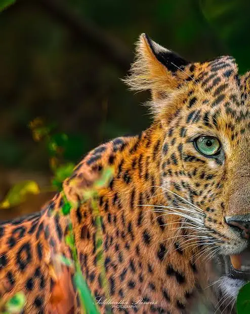 Leopard in Natural Habitat