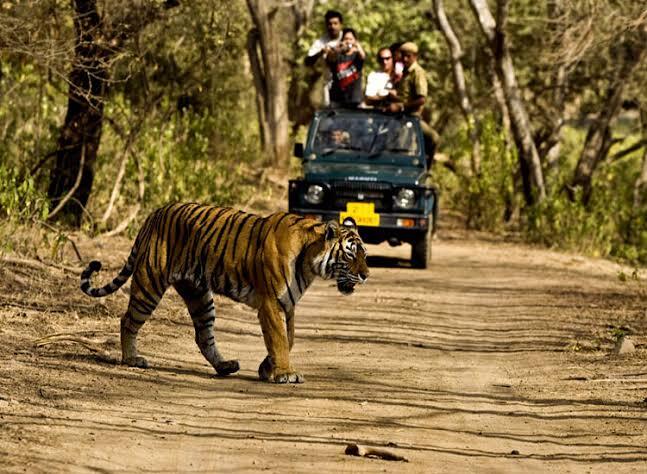 Jungle Safari